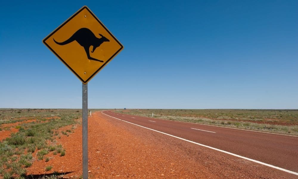Avoid Wildlife Hazards on Roads - Get Drivers Ed Expert Tips