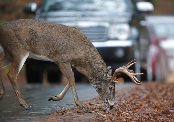 What To Do After Hitting a Deer - Essential Tips From Get Drivers Ed