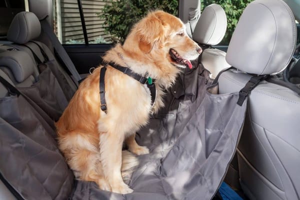 Ensuring Pet Safety in Cars - Expert Advice From Get Drivers Ed